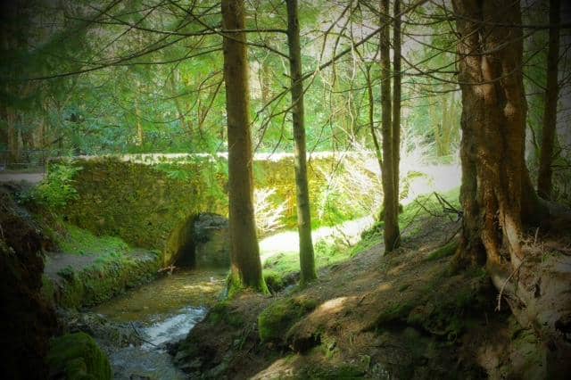 Ancient Douglas Fir Canopy