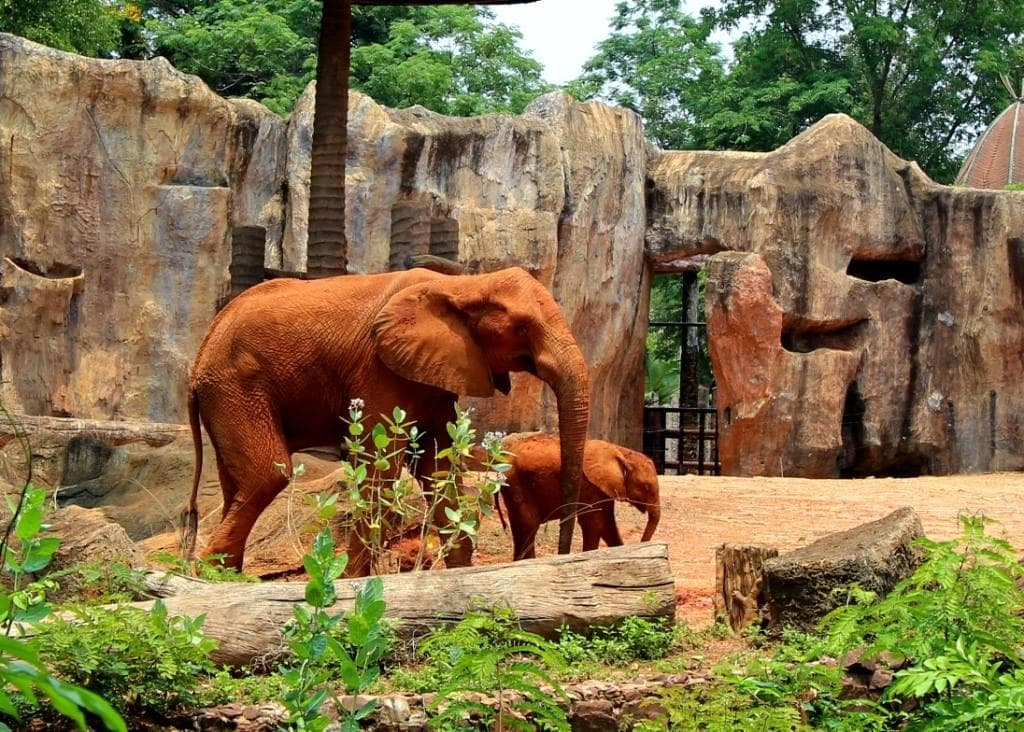 Elephant mother and child
