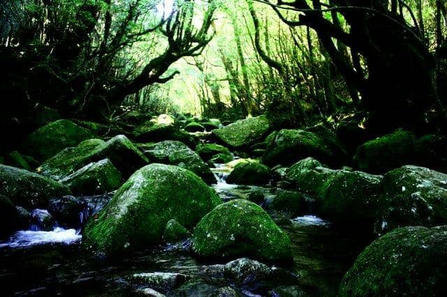 Ancient Yakusugi Trees