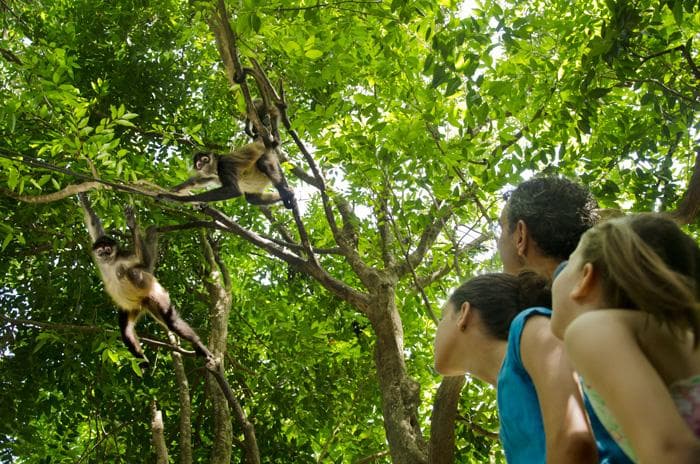 Observa a los monos silvestres/ Observe wild monkeys