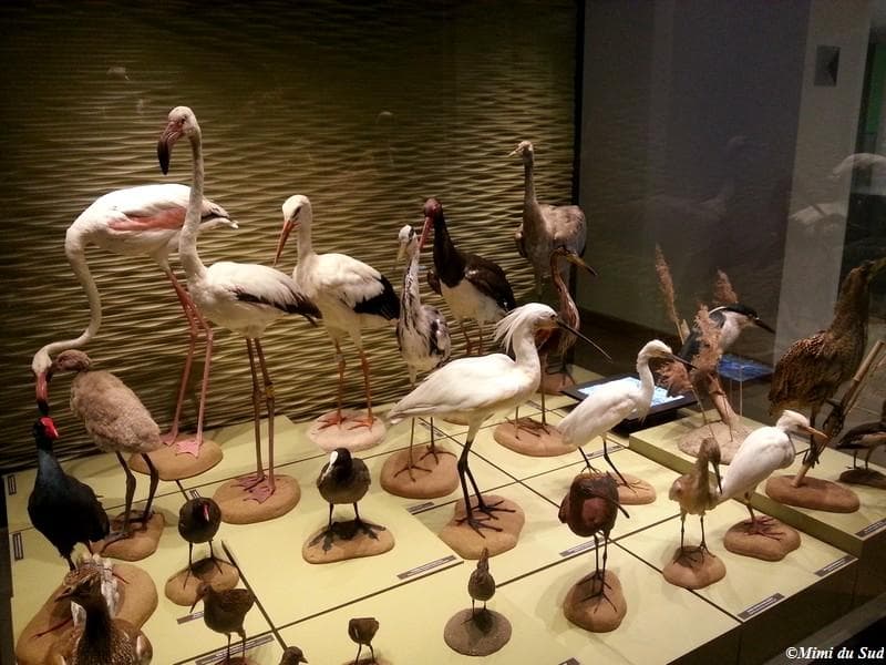 Une partie des oiseaux