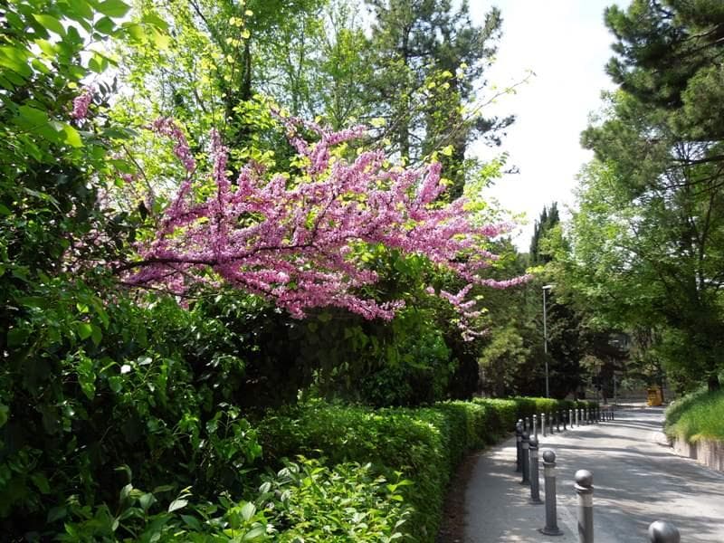 дорога мимо парка от автостанции в старый город