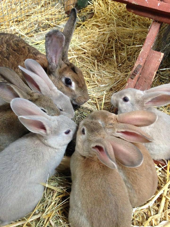 Children's Farm
