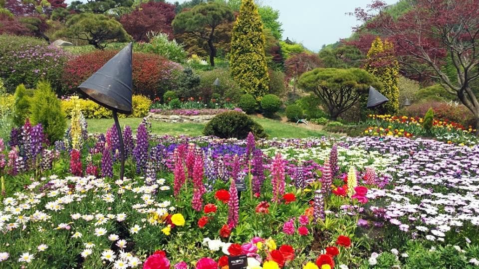 summer flowers