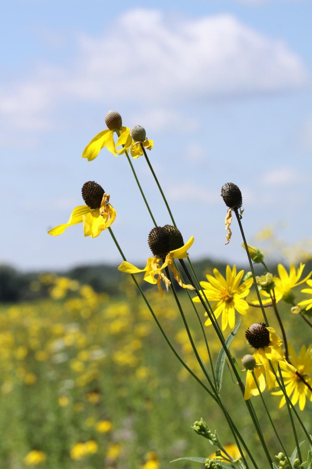 Yellow coneflowers
