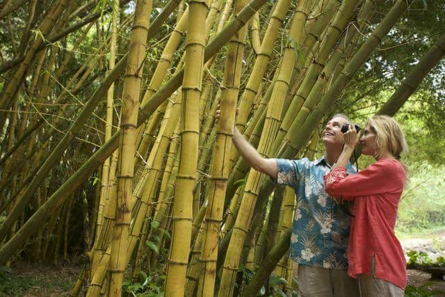 McBryde Garden's Tropical Diversity