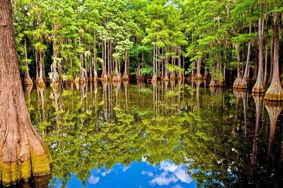 Beautiful Cypruss Swamp