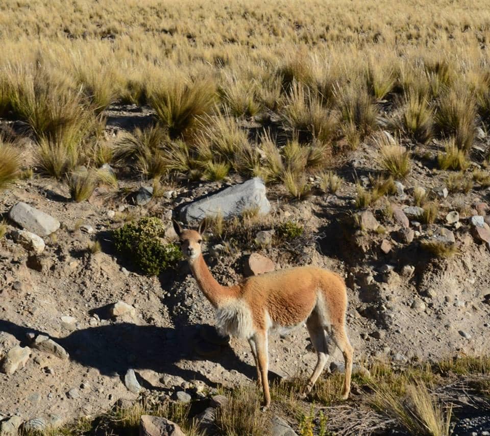 Vicuña Herding (El Chaccu)