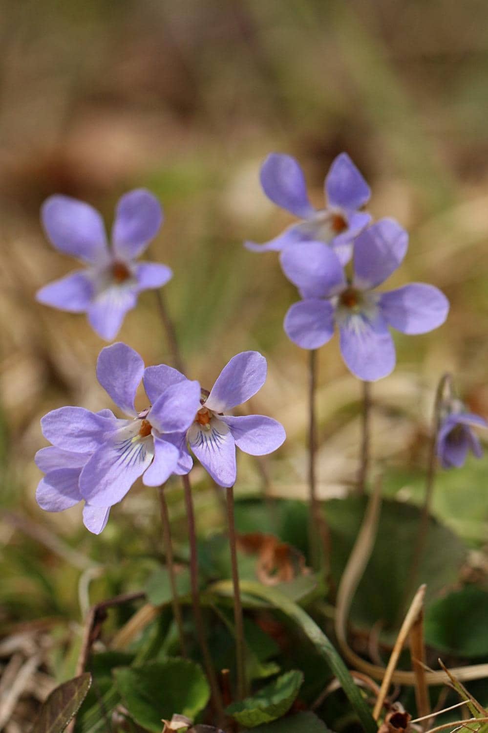 Forest Science Museum