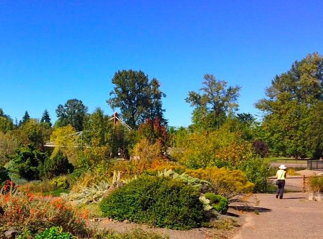 Alpine garden in Alton Baker Park (DeFazio Footbridge in the distance)