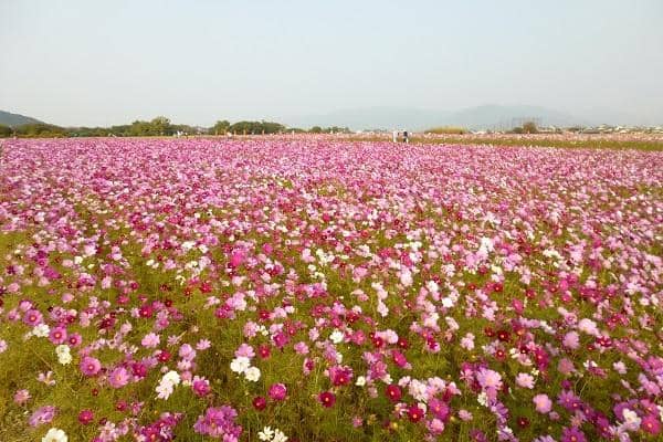 Vast Blooming Fields