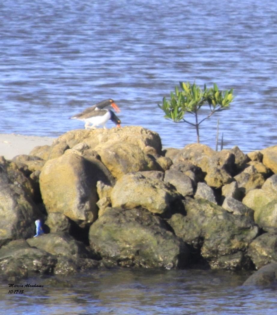 American Oystercatchers- Snook Islands Natural Area
