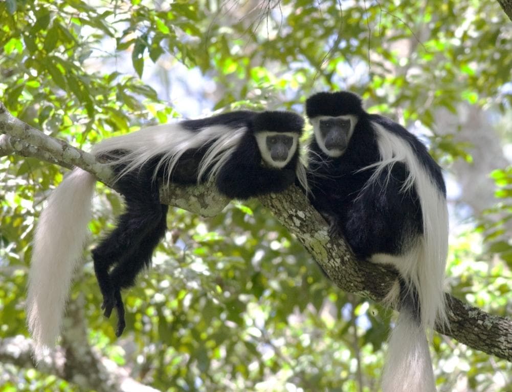 2 colobus monkeys in a tree