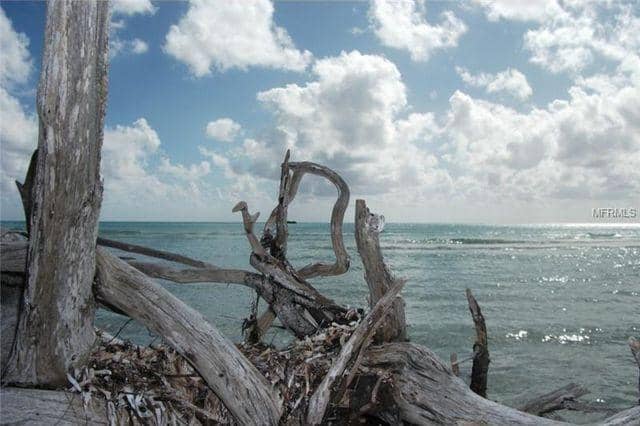 Shelling Paradise