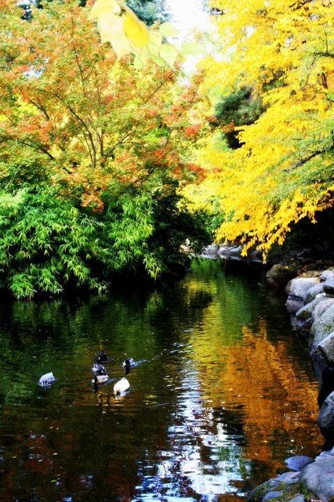 Playful ducks at the Upper Pond