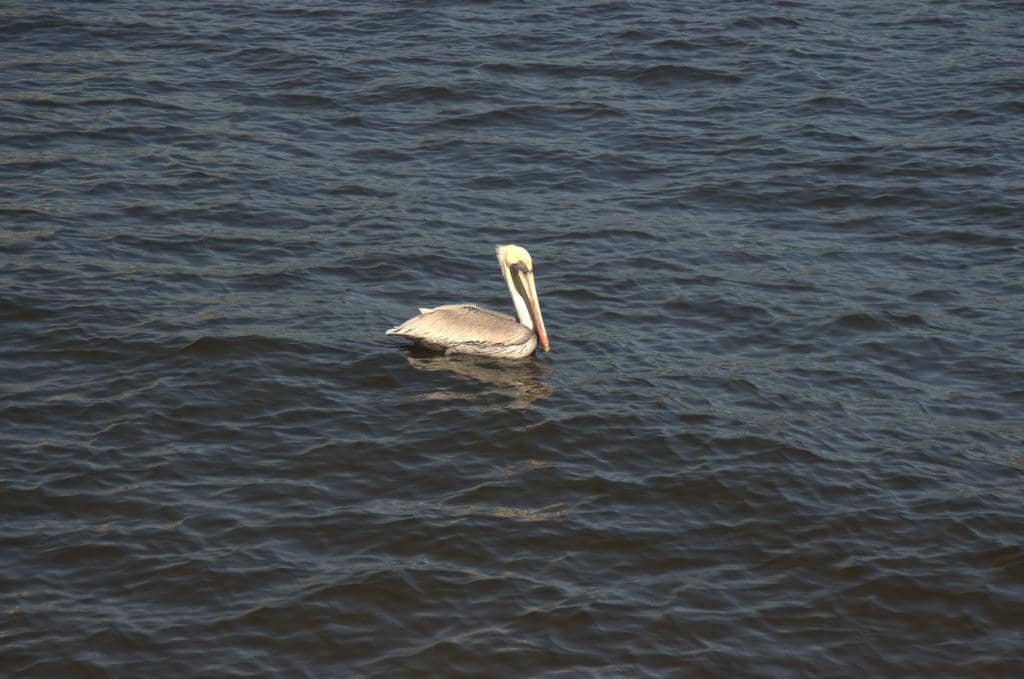 Wildlife Spotting