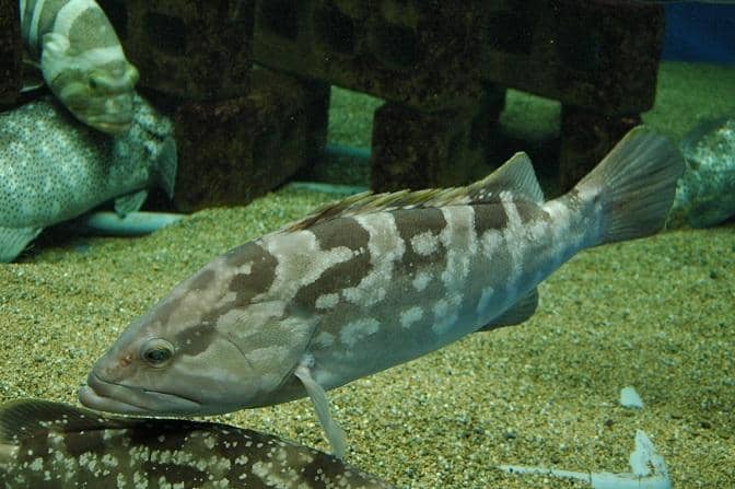 Vivid Tropical Fish Displays