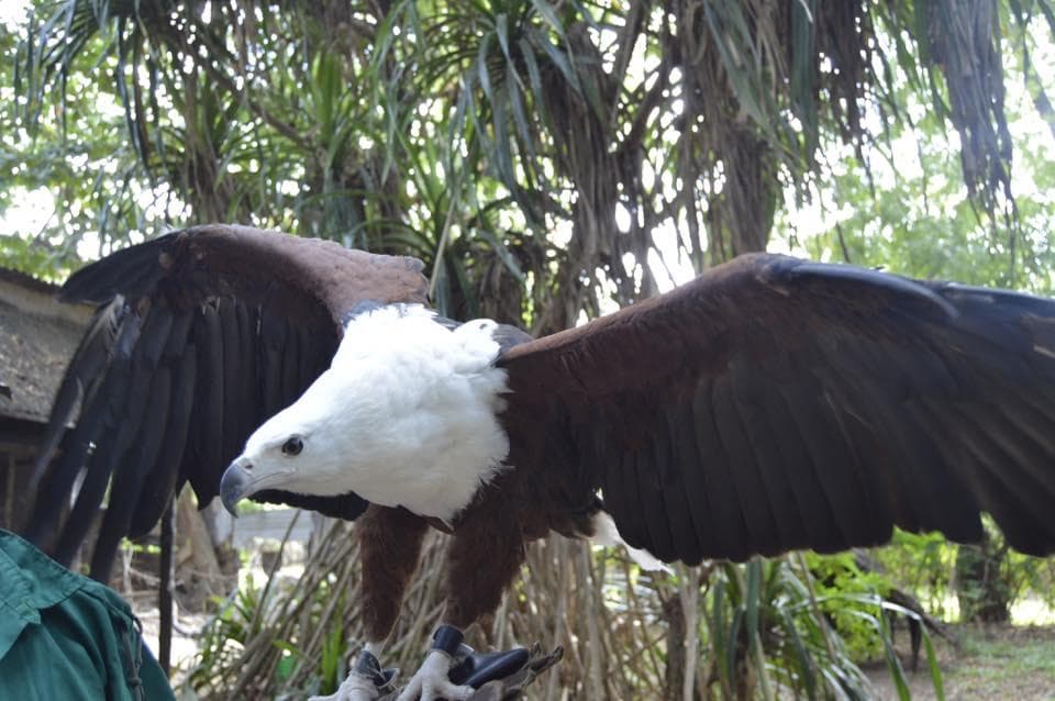 aquila