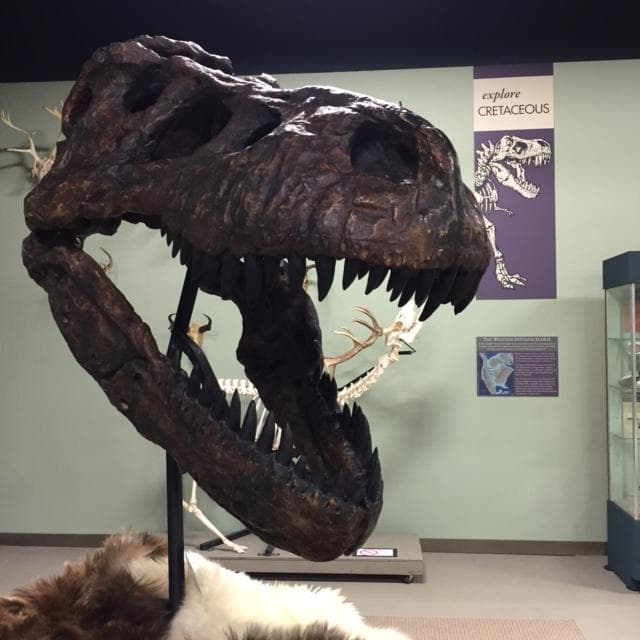 Enjoy our Explore Cretaceous exhibit!