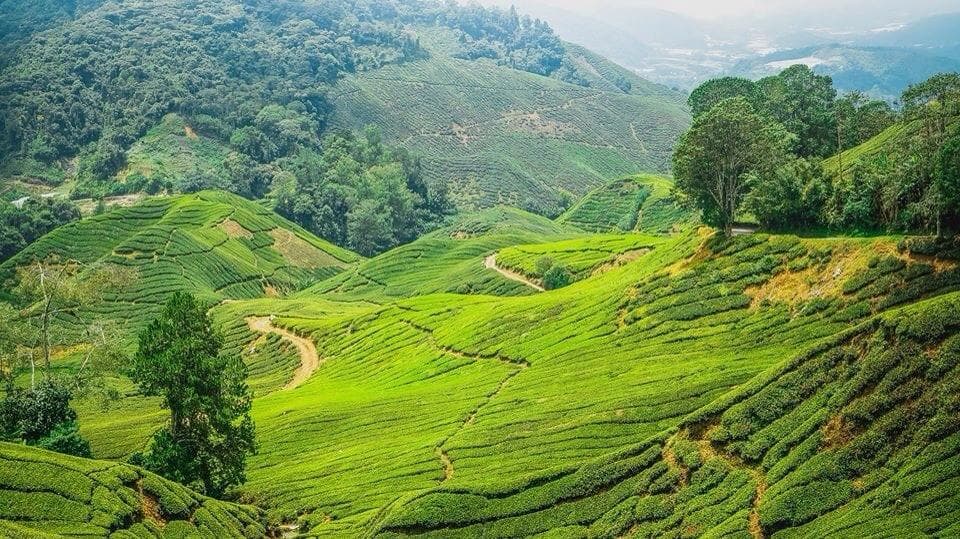 That's great place for your trip in Cameron highland... Should not miss. Ride the bike gave me u