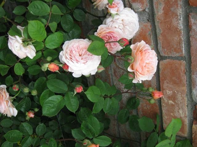 Wildness and Structure