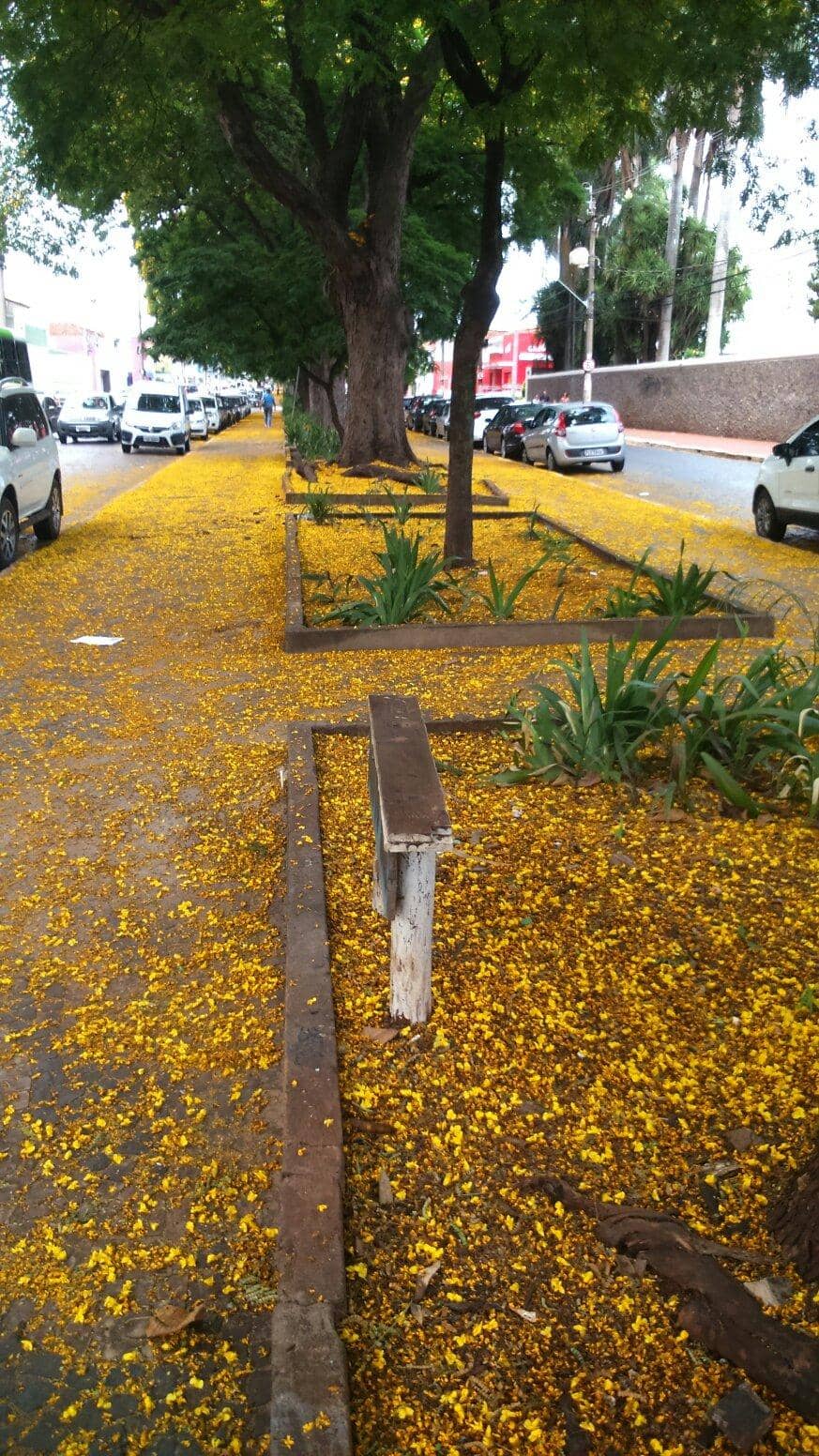 Ribeirão Preto's Family Spot