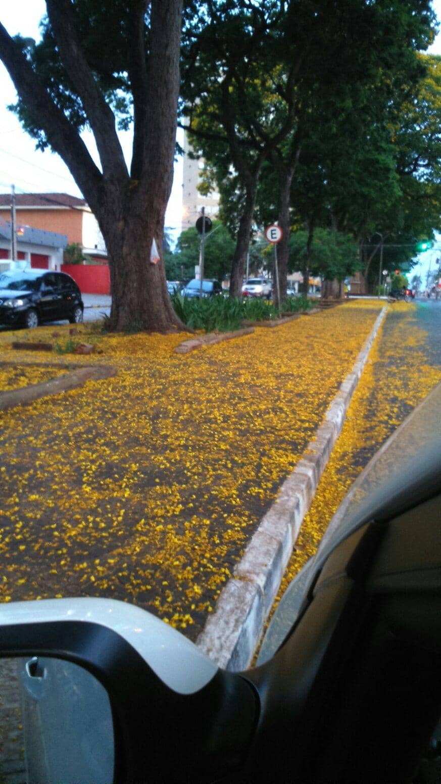 São Paulo's Nightlife Pulse