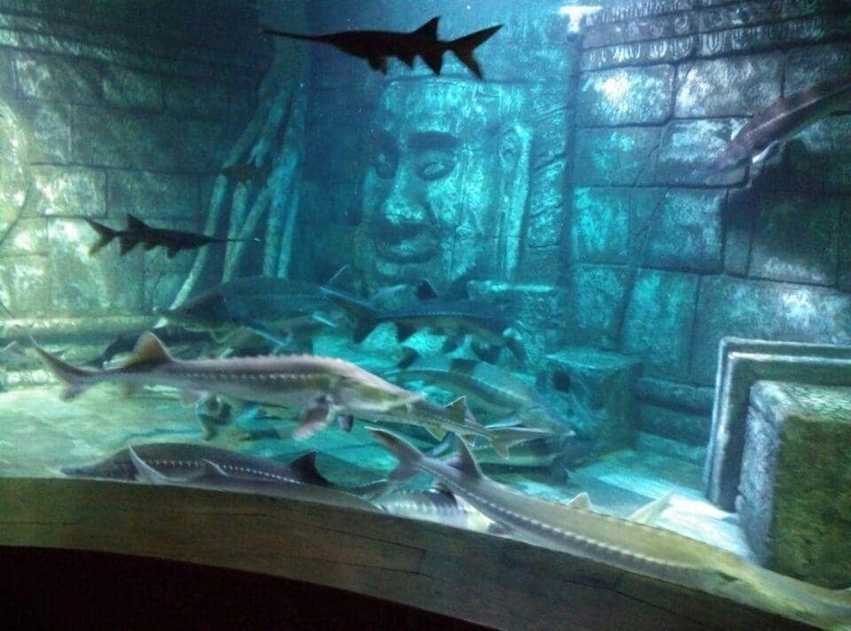 Underwater Tunnel