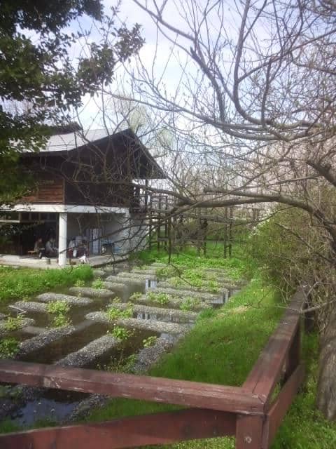 Tranquil Japanese Garden