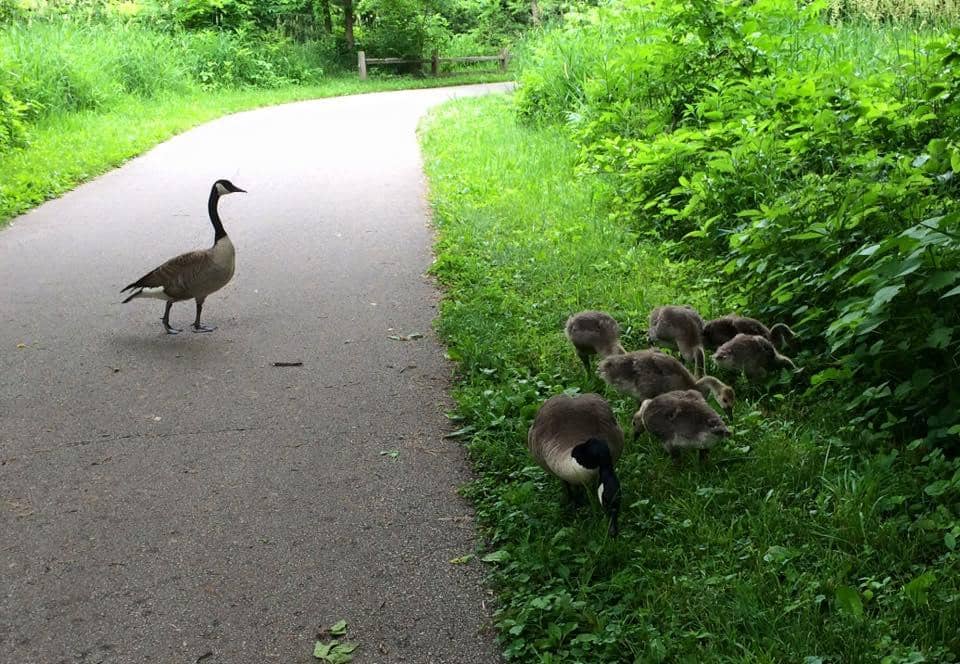 Paved Path Perfection