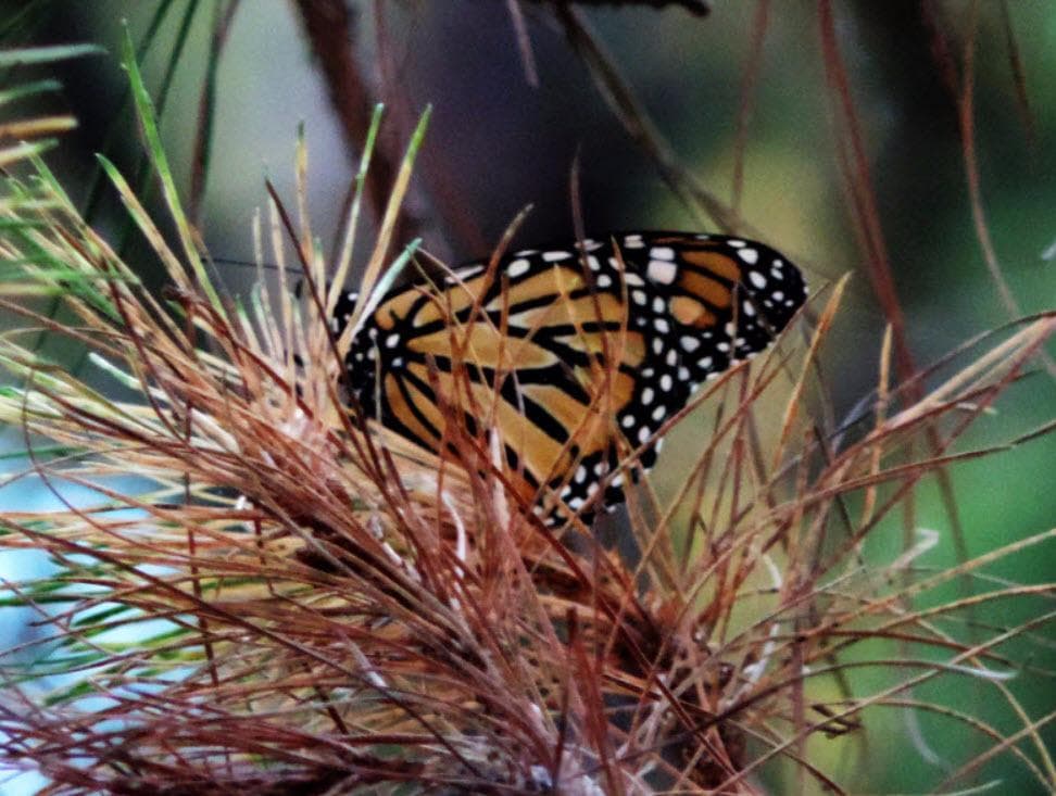 Monarch Butterfly Sanctuary - Pacific Grove