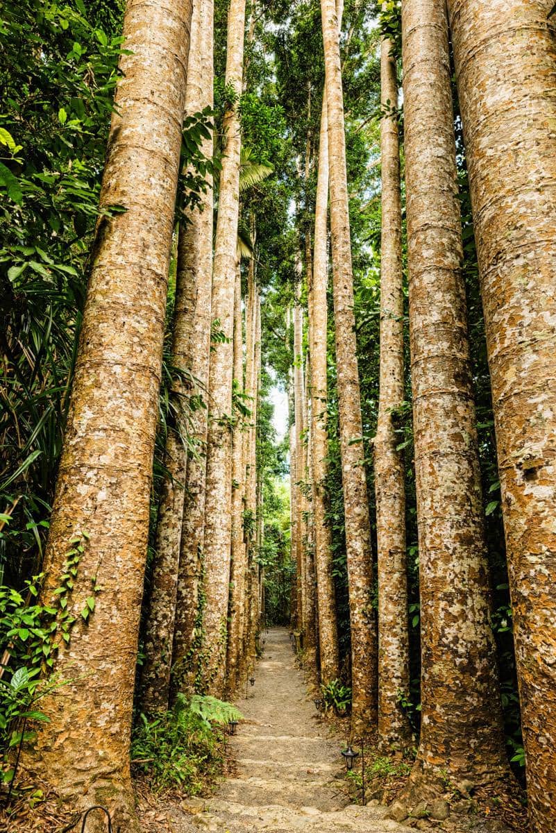 Lush Rainforest Gardens