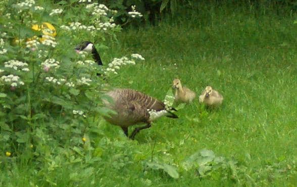 Peaceful Lakeside Walks