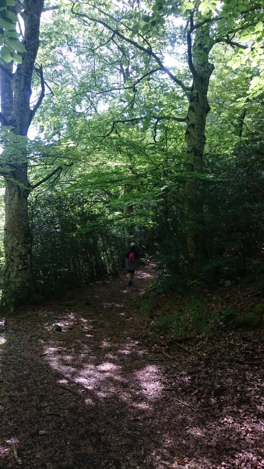 Pyrenean Oak Forest