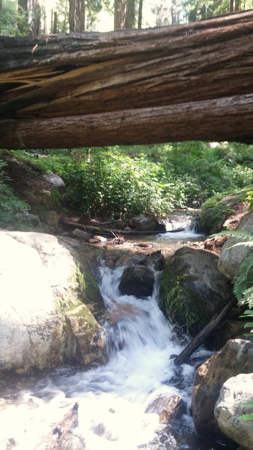 Redwood Forest Immersion