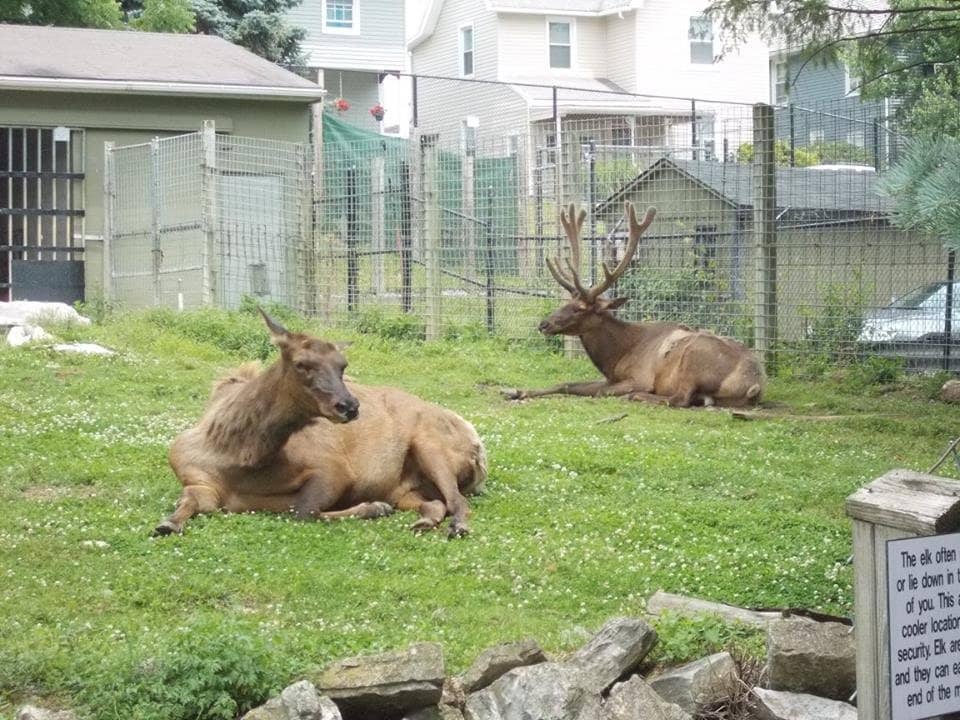 Interactive Animal Feedings