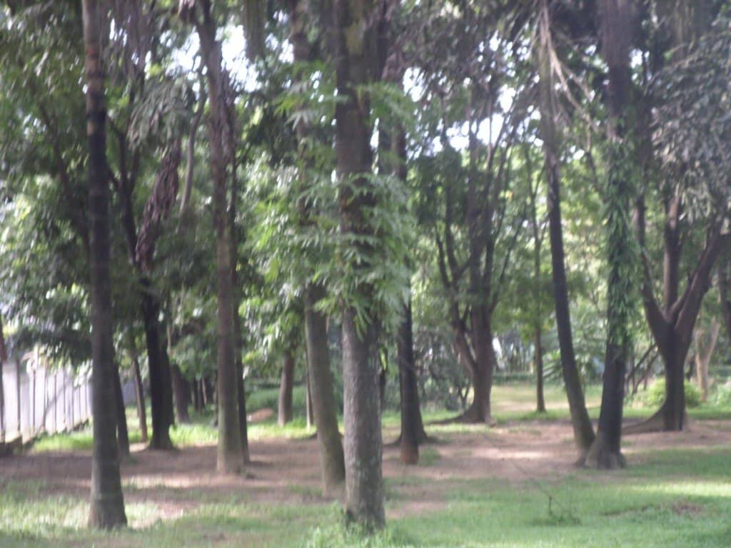 Lush Green Lawns and Trees