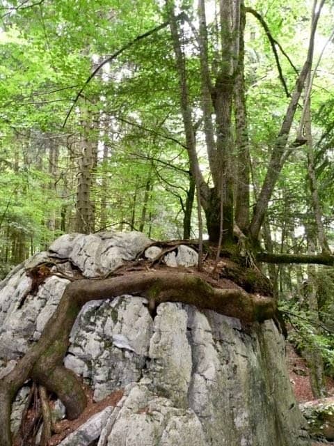 Vertical photo