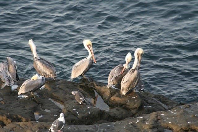 Seal Rock