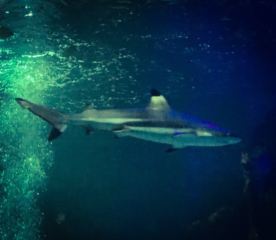 SEA LIFE Great Yarmouth