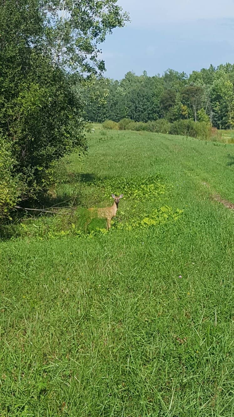 Long Boardwalk Trail