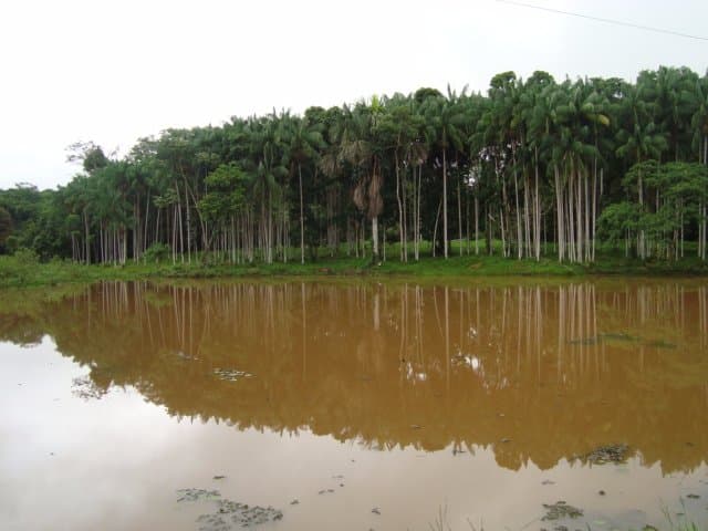 lago com buritizal