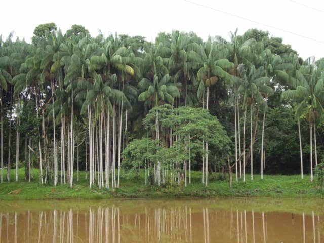 Amazonian Biodiversity