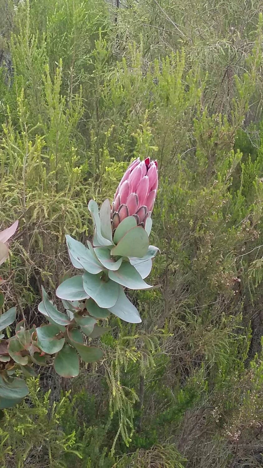 Wildflower Spectacle