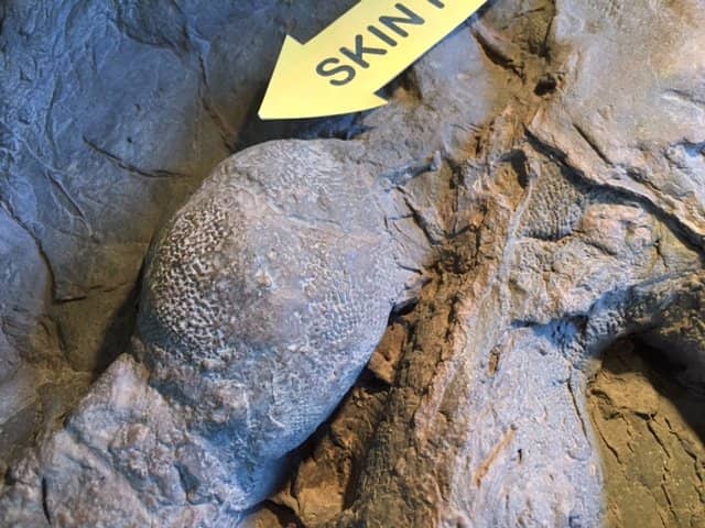 Ancient Dinosaur Footprints