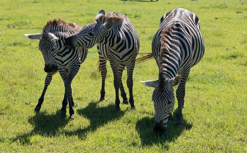 Zebras