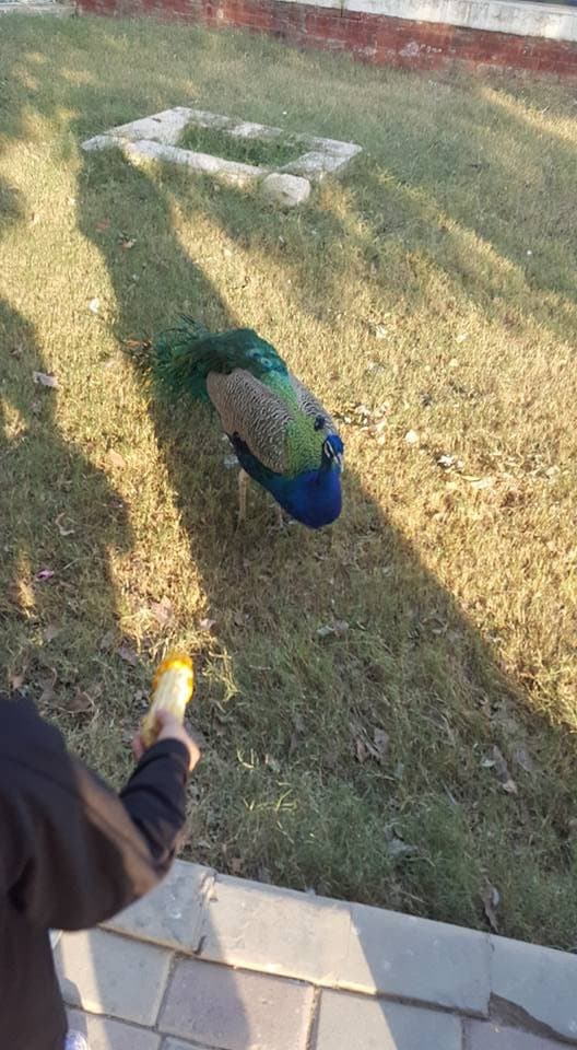 kids with peacock
