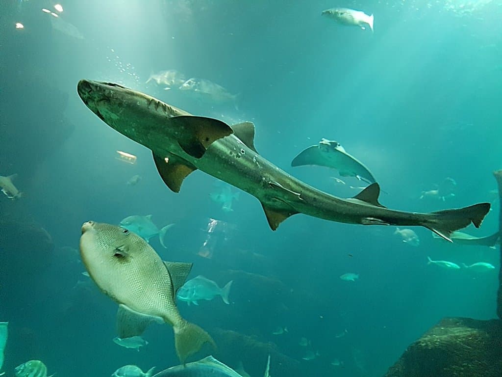 Madeira Aquarium Porto Moniz