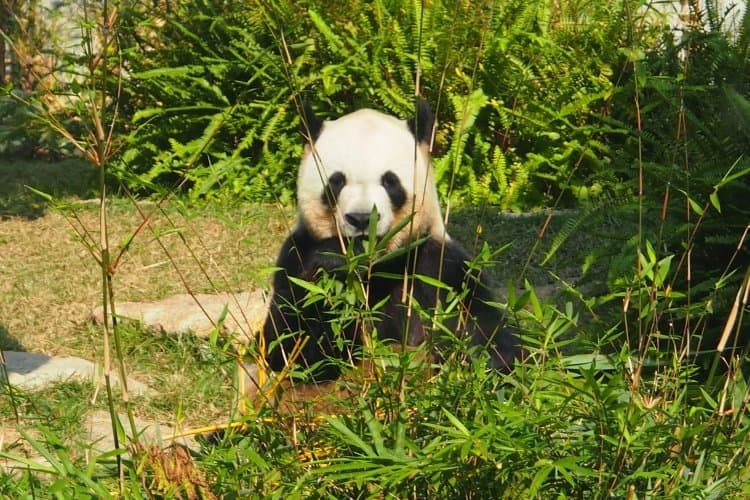 Macao Giant Panda Pavilion Macau