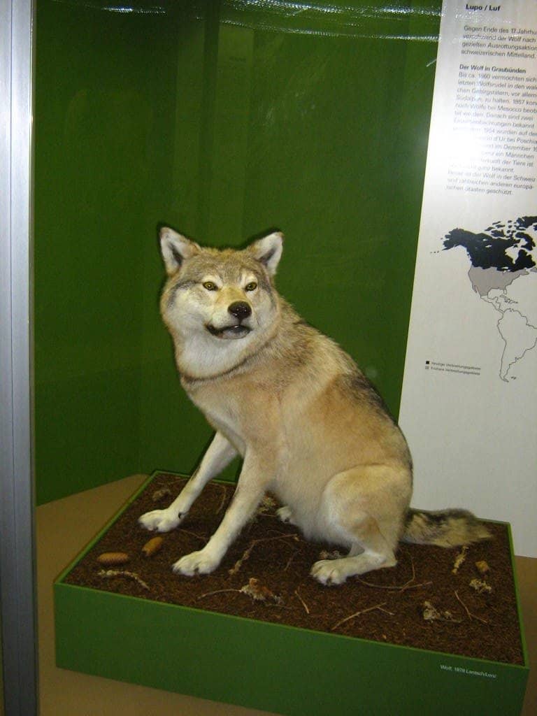 Realistic Wildlife Dioramas